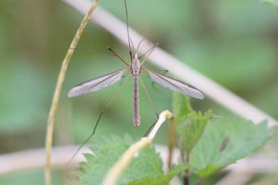 Tipula oleracea