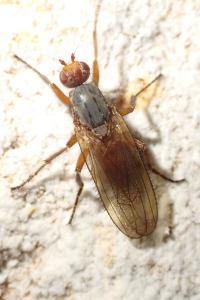 Scoliocentra villosa