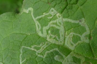 Phytomyza lappae