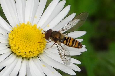 Episyrphus balteatus