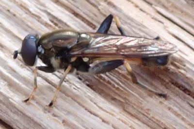 Xylota segnis