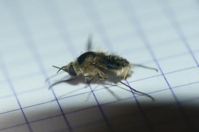 Bombylius venosus