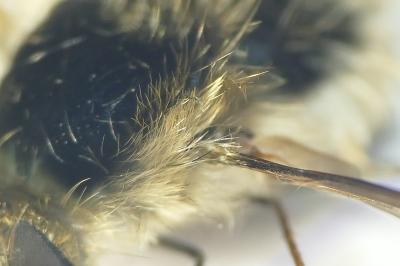 Bombylius venosus