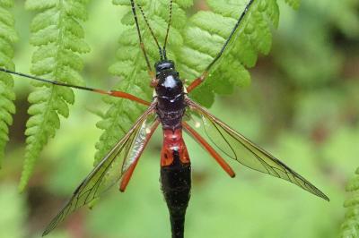Tanyptera atrata