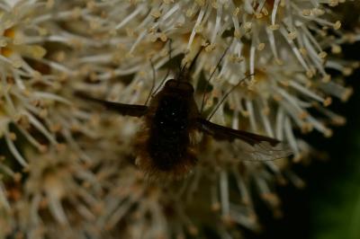Bombylius major