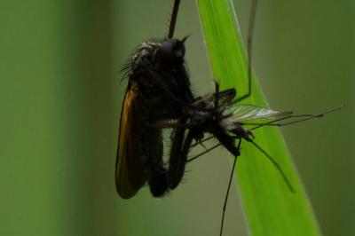 Empididae