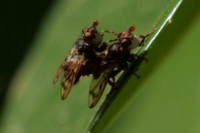 Myopa polystigma
