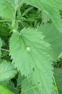 Dasineura urticae
