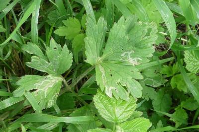 Phytomyza ranunculi