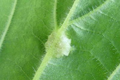 Dasineura urticae