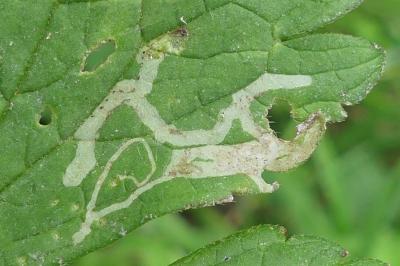 Phytomyza ranunculi