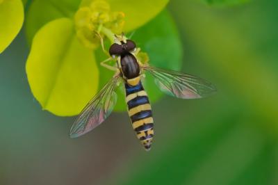 Sphaerophoria
