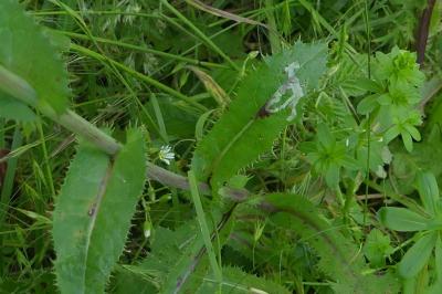 Ophiomyia cunctata