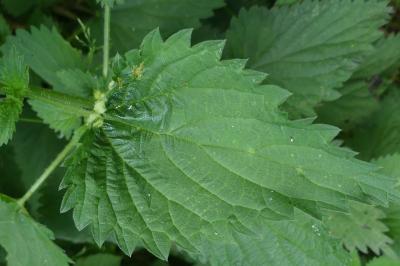 Dasineura urticae