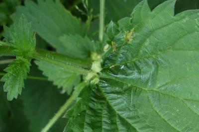 Dasineura urticae