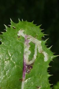 Ophiomyia cunctata