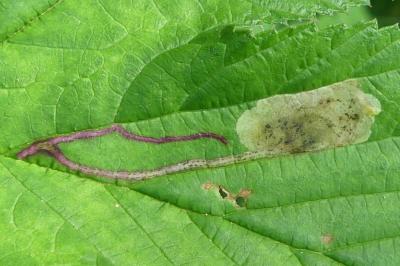 Agromyza sulfuriceps