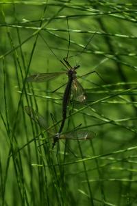 Tipula vernalis