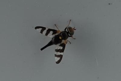 Urophora quadrifasciata