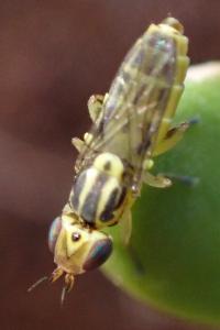 Meromyza