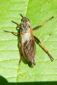 Pamponerus germanicus