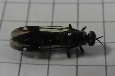 Exaireta spinigera