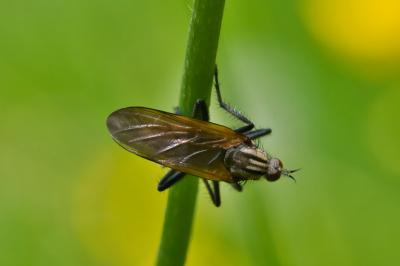 Empis tessellata