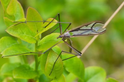Pedicia rivosa