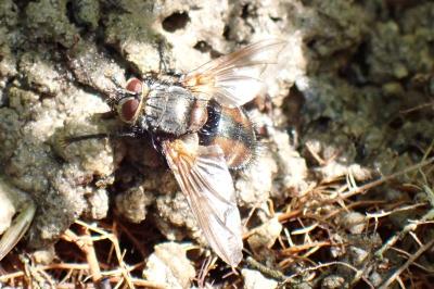 Nemoraea pellucida