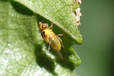 Thaumatomyia notata