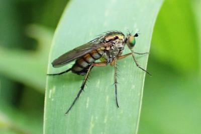 Dolichopus ungulatus