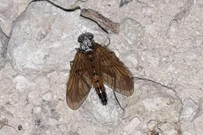 Rhagio tringarius