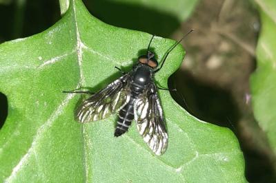 Ibisia marginata