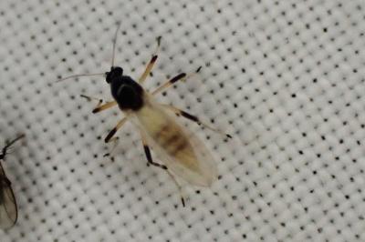 Probezzia seminigra