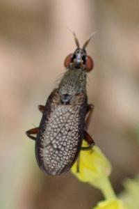 Coremacera marginata