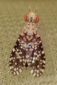 Trypetoptera punctulata