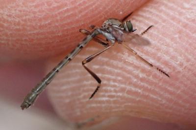 Leptogaster cylindrica