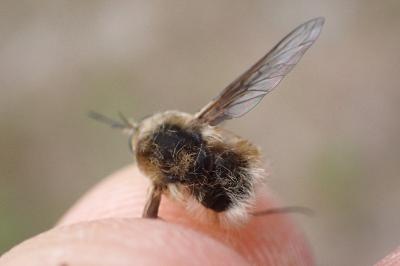 Bombylius cruciatus