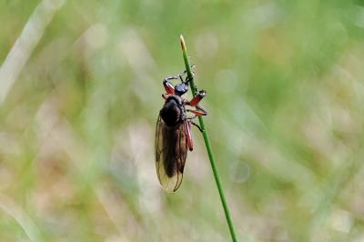 Bibio pomonae