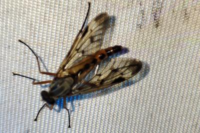 Rhagio scolopaceus