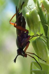Sepedon sphegea