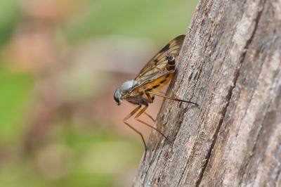 Rhagio scolopaceus