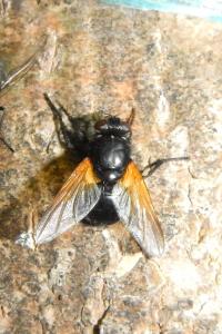 Mesembrina meridiana