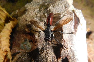 Cylindromyia bicolor