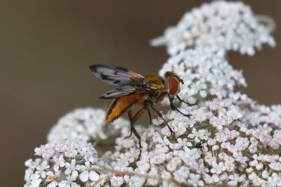 Ectophasia crassipennis