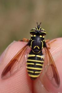 Spilomyia saltuum