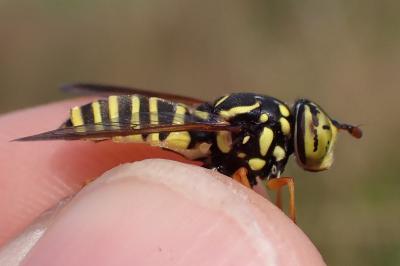 Spilomyia saltuum