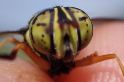 Spilomyia saltuum