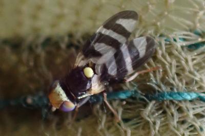 Urophora cardui