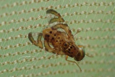 Chaetorellia jaceae